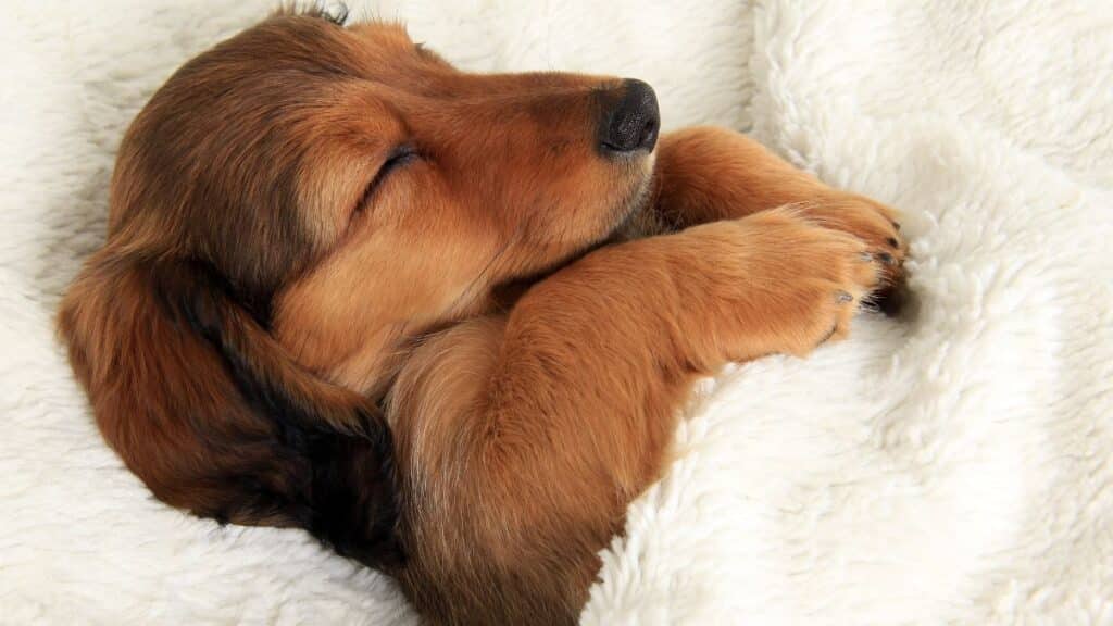 sleeping-puppy